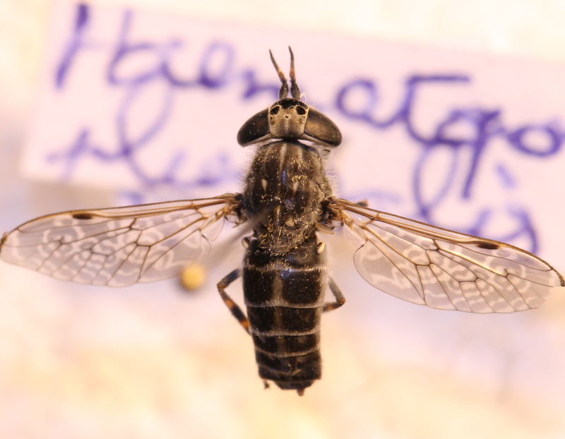 clovis - Haematopota pluvialis - réf. 120842 (800 x 622 pixels, 179 ko)