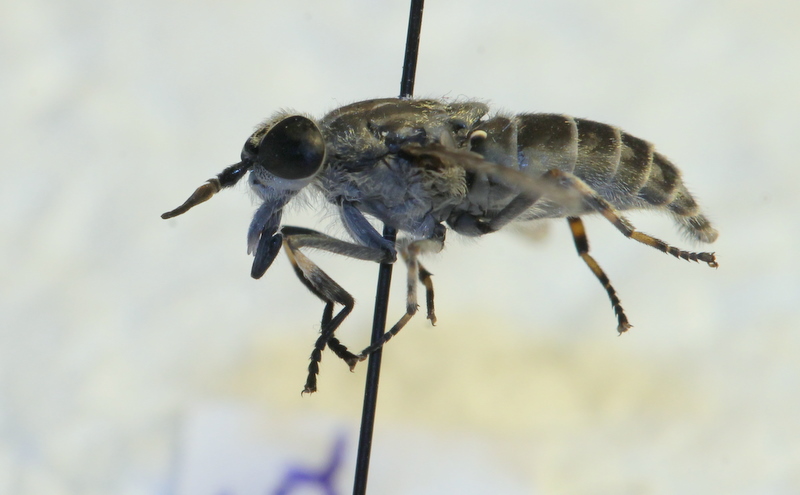 clovis - Haematopota pluvialis - réf. 120844 (800 x 495 pixels, 131 ko)