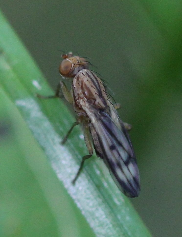 Renko Usami - Opomyza sp. - réf. 120335 (744 x 966 pixels, 85 ko)