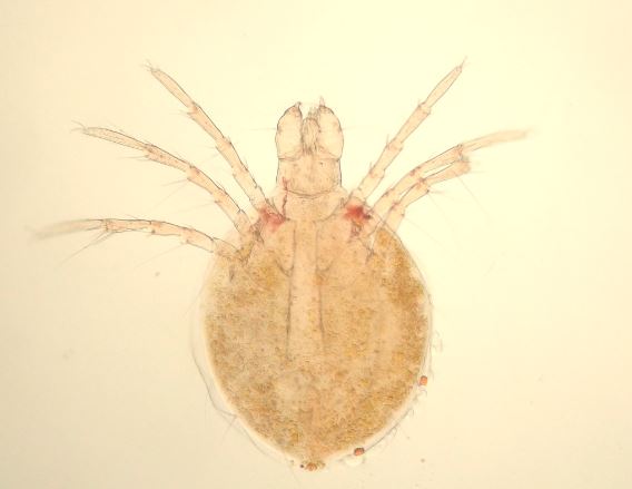 Anonyme - Unionicola sp. - réf. 120532 (568 x 439 pixels, 26 ko)