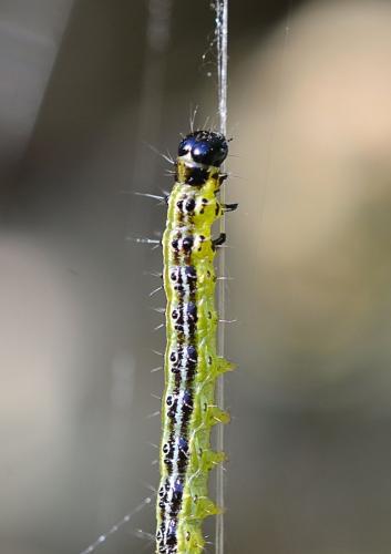 Cydalima perspectalis