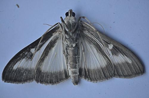 Cydalima perspectalis