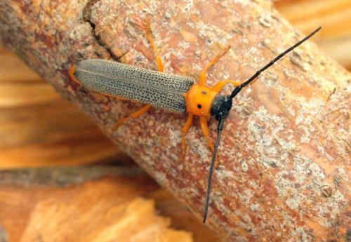 Réf. 121 665 : Oberea oculata