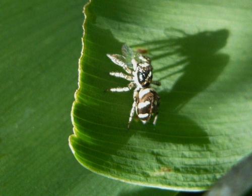 Salticus scenicus