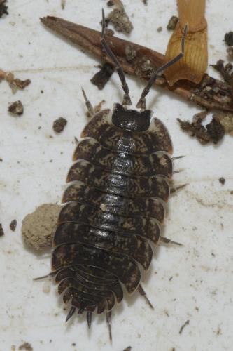 Porcellio montanus