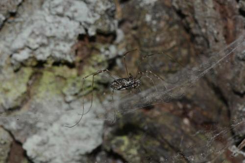 Réf. 121 364 : Platybunus pinetorum