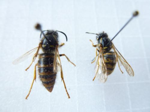 Dolichovespula sp.