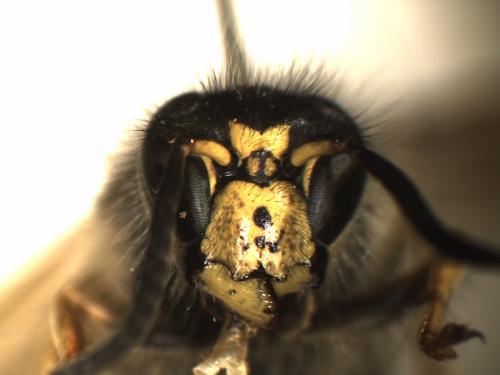 Réf. 121 493 : Dolichovespula saxonica