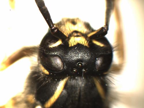 Réf. 121 514 : Dolichovespula saxonica