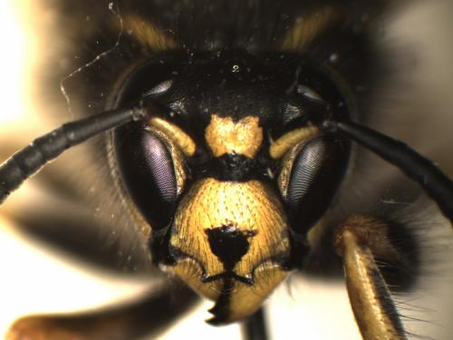 Réf. 121 492 : Dolichovespula adulterina