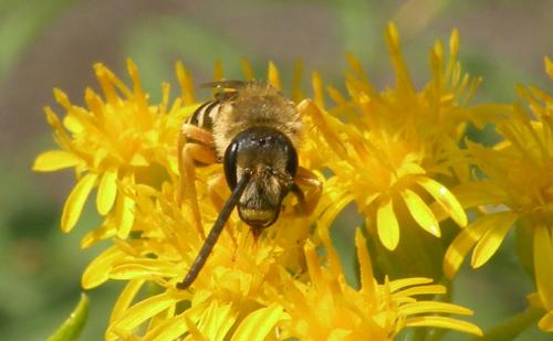 Réf. 121 705 : Halictus scabiosae