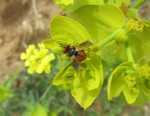Gymnosoma sp.