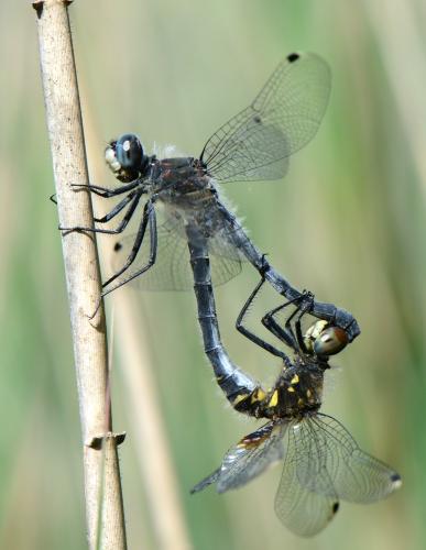 Réf. 121 538 : Leucorrhinia albifrons