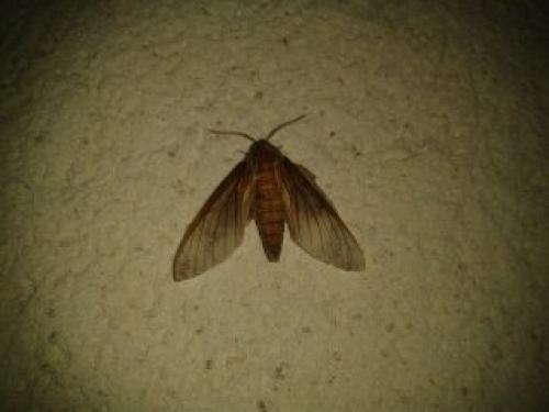 Réf. 121 438 : Sphinx pinastri