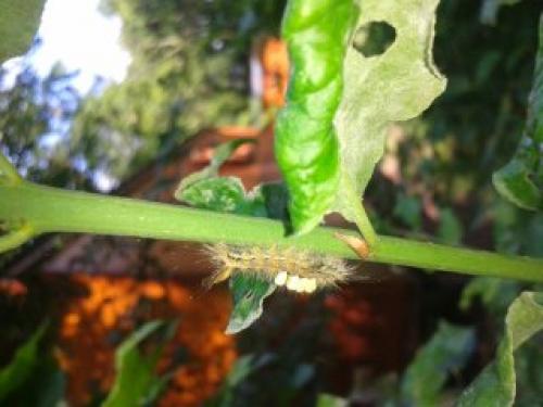 Orgyia antiqua