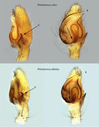 Philodromus sp.