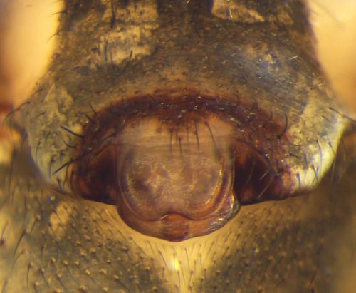 Megalepthyphantes collinus