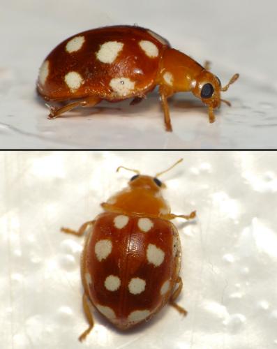 Réf. 121 094 : Vibidia duodecimguttata