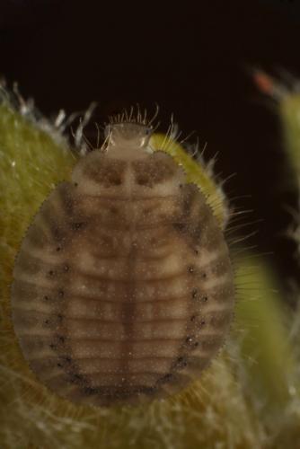 Réf. 121 471 : Platynaspis luteorubra