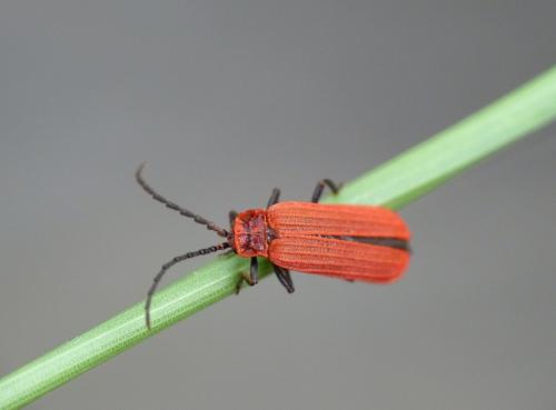 Réf. 121 785 : Lopheros rubens