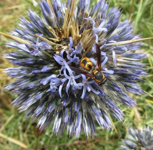 Réf. 121 740 : Tropidodynerus flavus