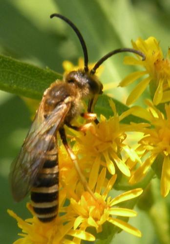 Réf. 121 706 : Halictus scabiosae
