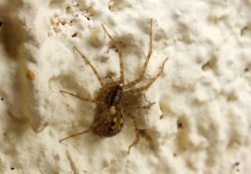 Tegenaria silvestris