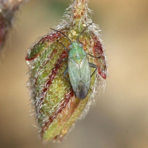 Chrysochnoodes bolognai