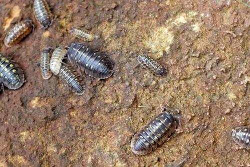 Armadillidium sp.