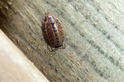 Philoscia muscorum