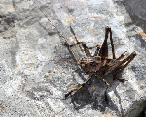 Réf. 121 436 : Thyreonotus corsicus corsicus