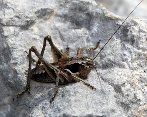 Amedegnatiana vicheti
