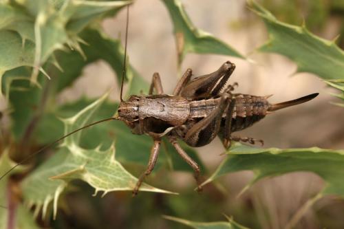 Amedegnatiana vicheti