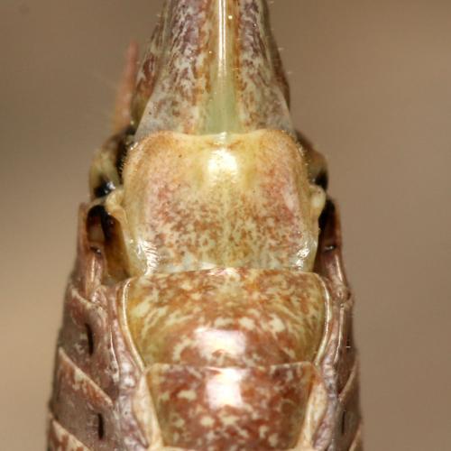 Amedegnatiana vicheti