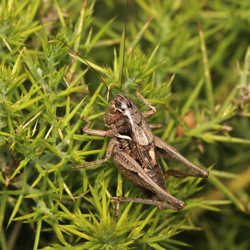 Amedegnatiana vicheti