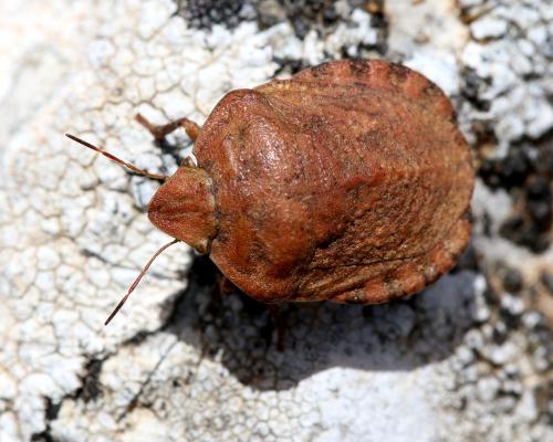 Eurygaster hottentotta