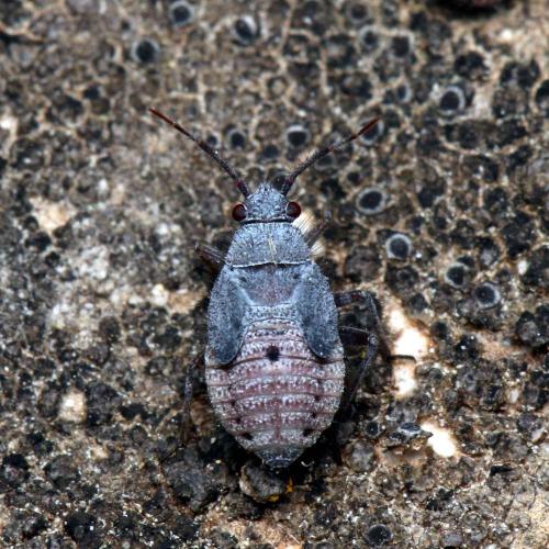 Réf. 121 584 : Deraeocoris ribauti