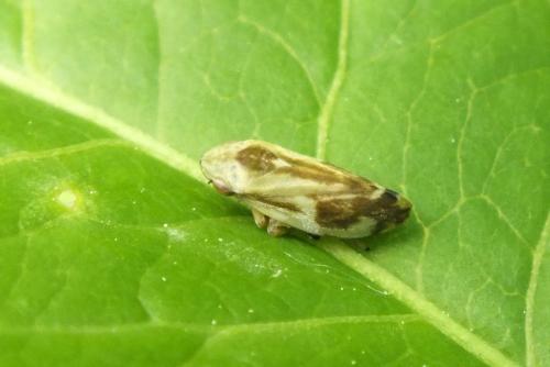 Philaenus spumarius