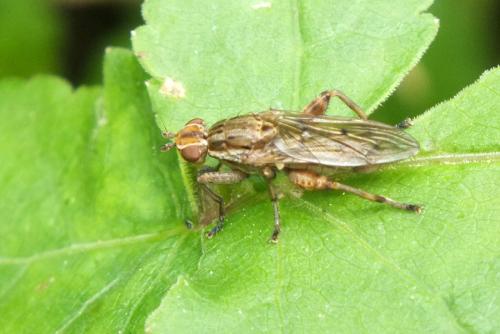 Réf. 121 082 : Salticella fasciata