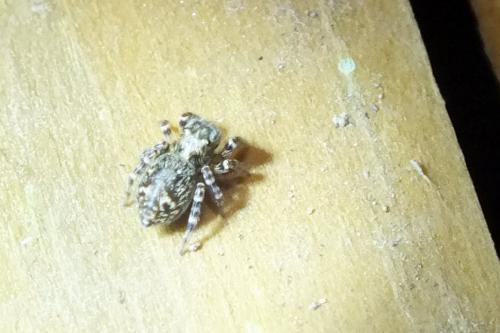Pseudeuophrys sp.