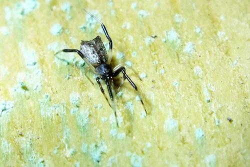 Episinus truncatus