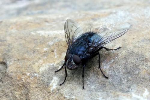 Réf. 121 656 : Calliphora vomitoria