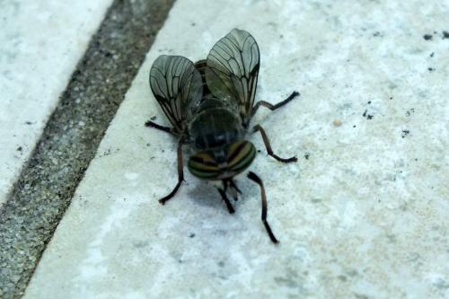 Tabanus quatuornotatus
