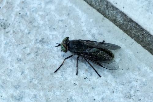 Tabanus quatuornotatus