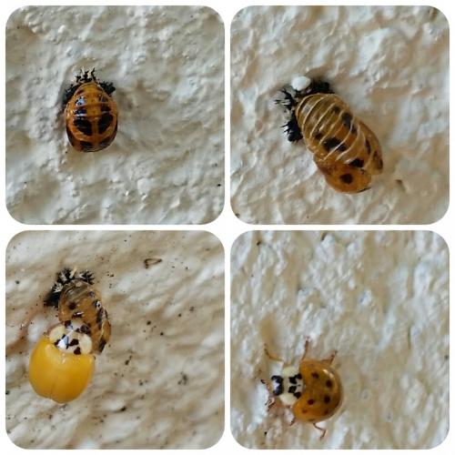 Harmonia axyridis