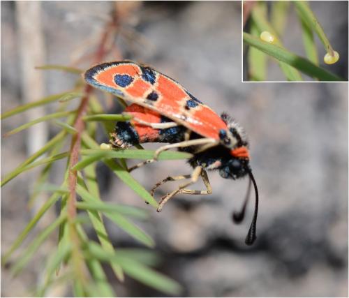 Zygaena fausta
