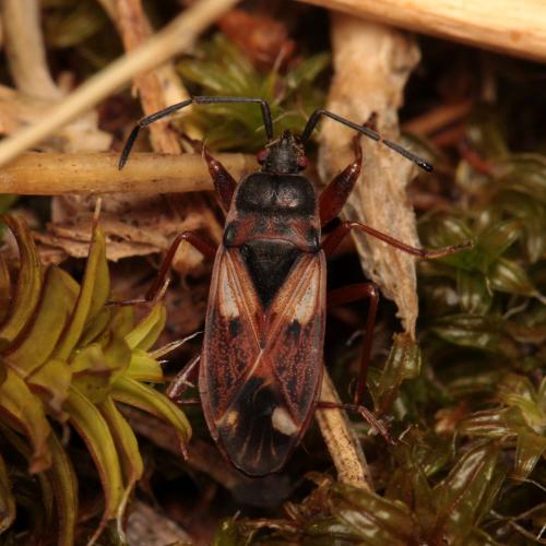Réf. 121 498 : Eremocoris abietis