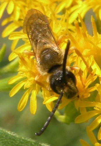 Réf. 121 707 : Halictus scabiosae