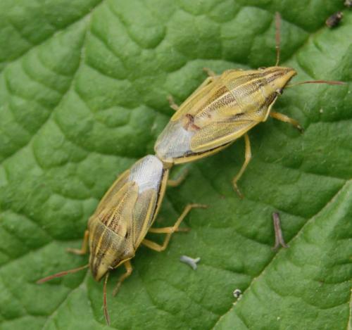 Réf. 121 190 : Aelia acuminata