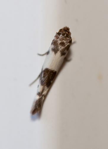 Réf. 121 391 : Enolmis acanthella